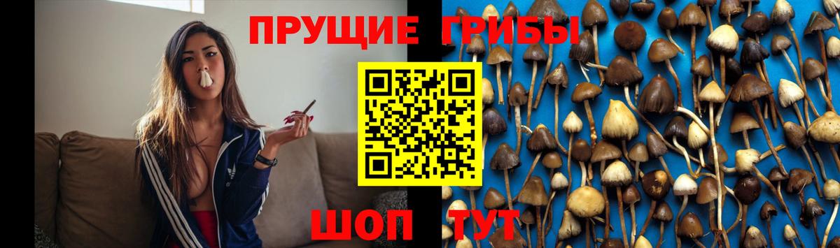 Ачхой-Мартан  где можно купить наркотик  Вход с VPN  Галлюциногенные грибы Psilocybine cubensis  Псилоцибиновые грибы Cubensis 